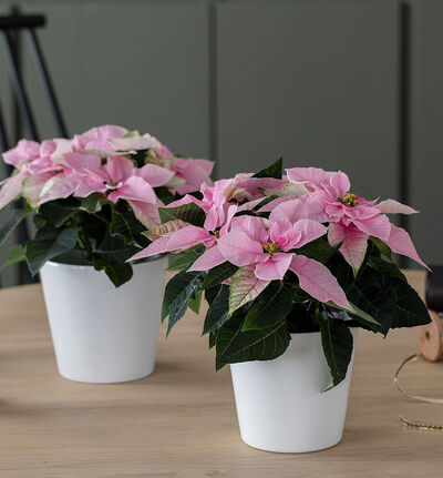 Rosa princettia Rosa princettia